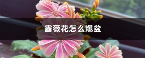 露薇花怎么爆盆