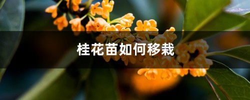 桂花苗如何移栽，什么时候移栽好