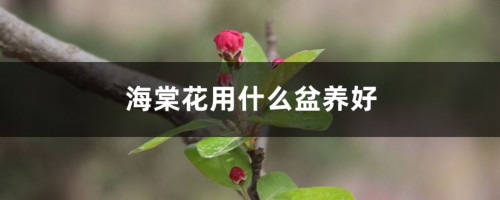 海棠花用什么盆养，大盆还是小盆好？