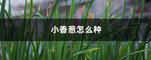 小香葱怎么种